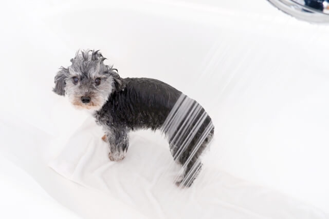 ステップ2.体を濡らす