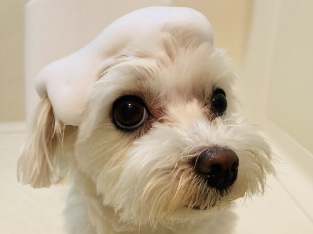 ステップ3.シャンプーをする