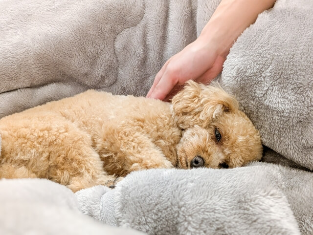 ステップ5.しっかり褒める