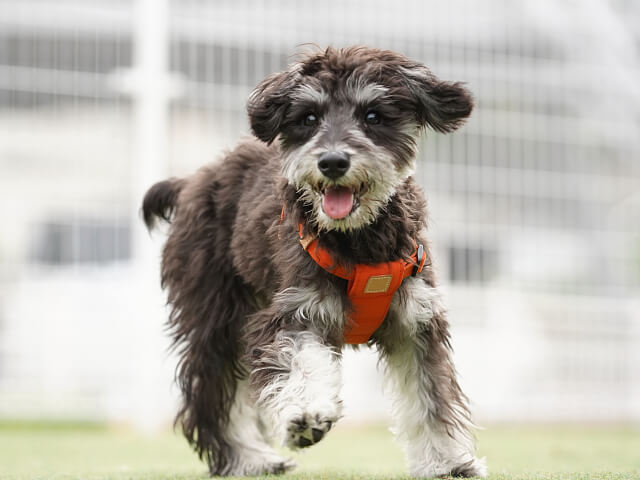 シャンプー以外でできる犬の臭い対策