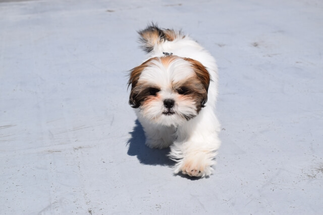 子犬とシニア犬はシャンプーの頻度に注意が必要