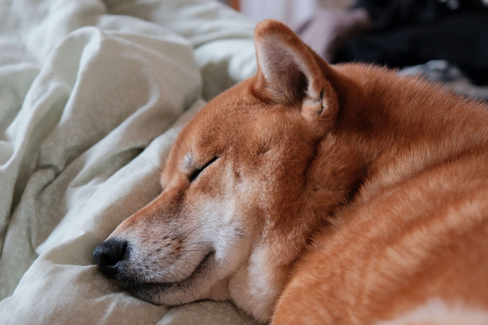 寒い冬、犬の寝床どうしてる？愛犬がヌクヌク眠るベッド選び！