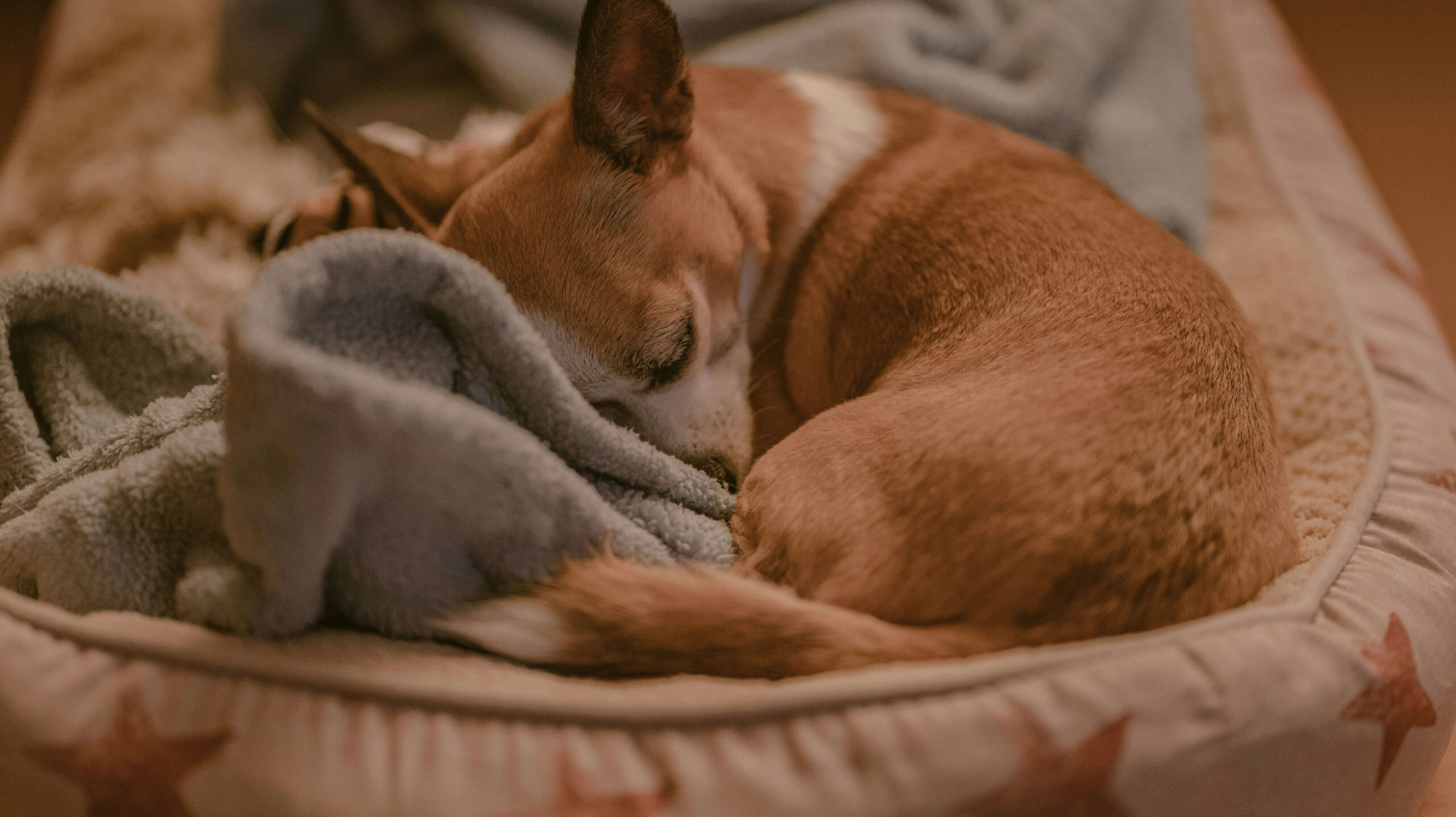 冬が来たら見直そう!犬の寝床の選び方