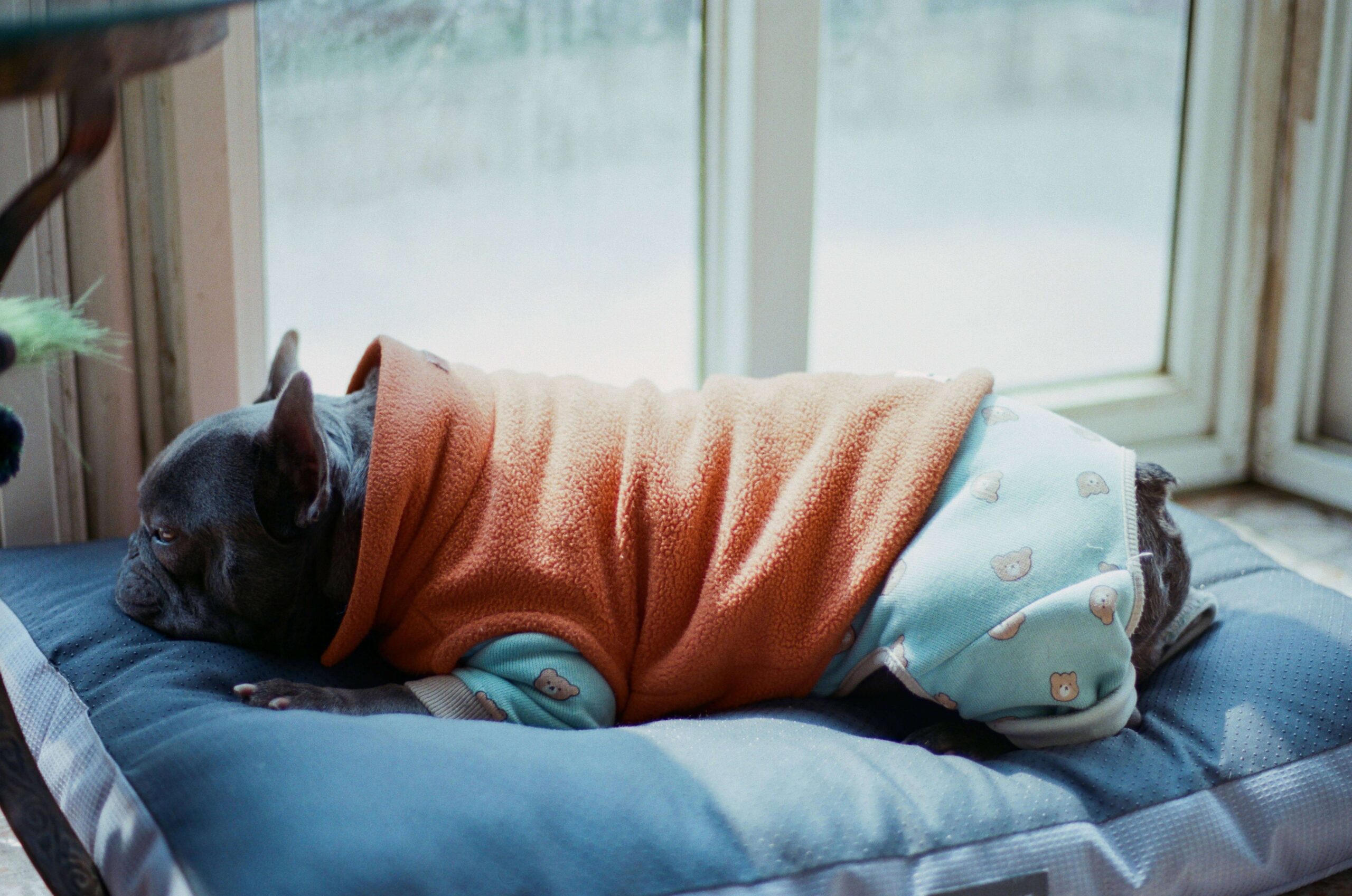 冬におすすめの犬用寝床タイプ