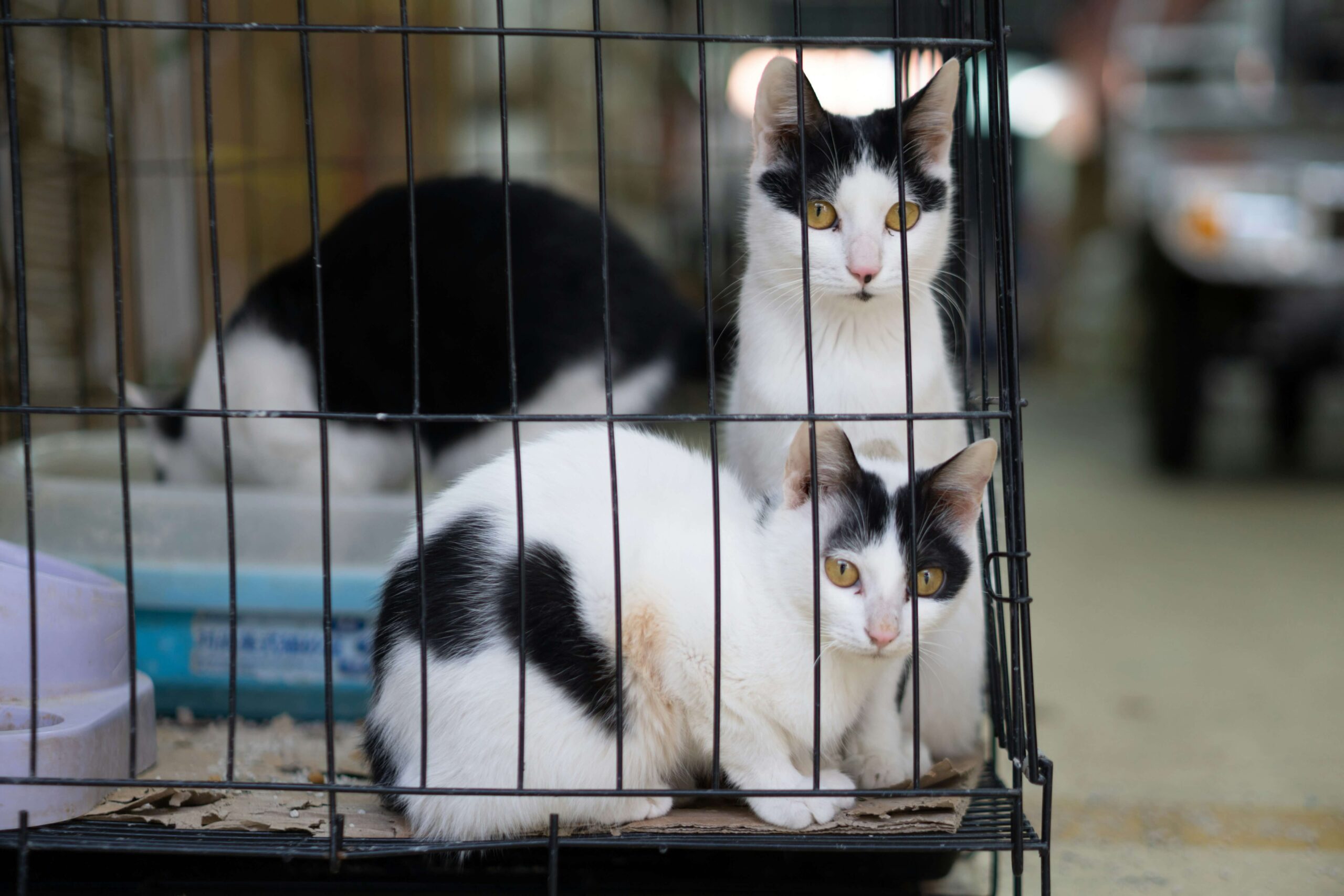 猫の防災グッズチェックリスト｜災害時に本当に必要なものは？