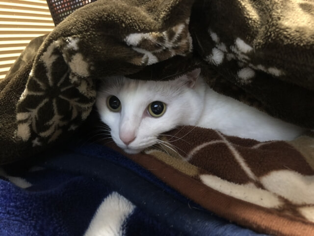 猫がこたつを好きな理由と注意したいリスク