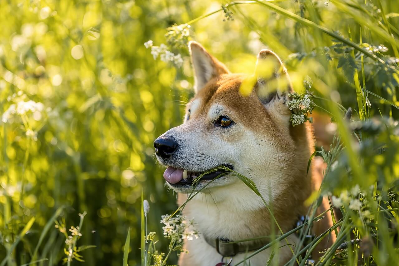 犬も花粉症になる？｜予防・治療・ホームケアまでまとめて解説！