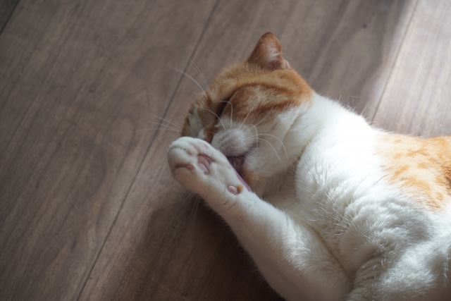 日常の健康維持を意識したケアの考え方