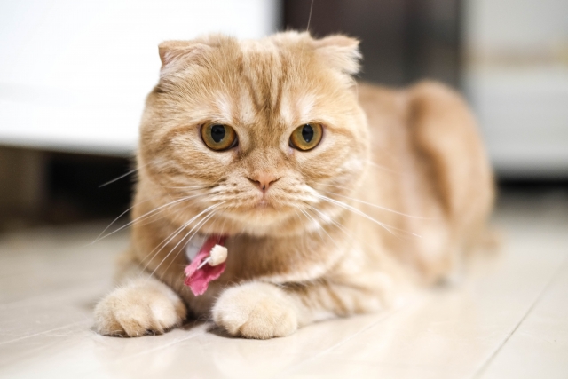 スコティッシュフォールドの便は健康状態の指標となる？