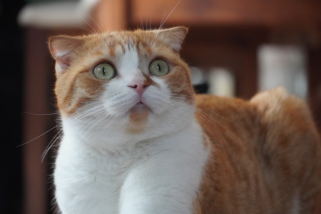 スコティッシュフォールドの便の状態でわかる健康の目安