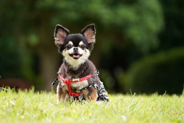 チワワと長く共に過ごしたい！寿命を延ばす体質ケアのコツ