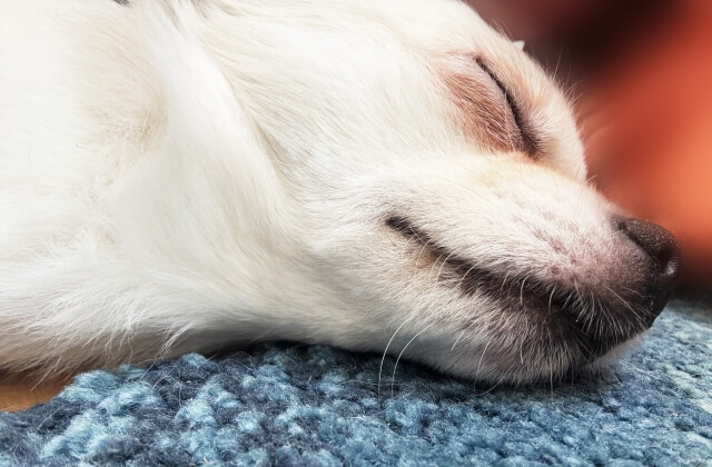 世界最小の犬種ゆえのデリケートな特徴