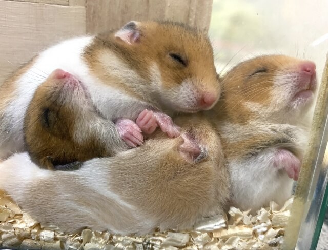 ゴールデンハムスターのトイレ臭い対策と病気サイン