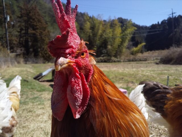 ボリスブラウンの臭い対策完全ガイド｜室内飼育のコツと「懐く」飼い方の秘密
