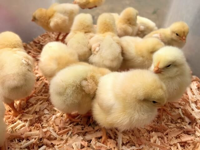 臭い対策の先にある楽しみ！ボリスブラウンの魅力