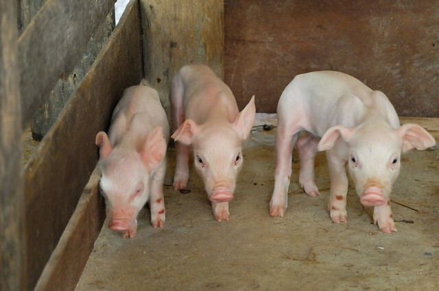 肥育豚とは？飼養環境が重要視される理由
