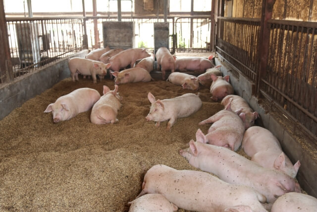 肥育豚舎に求められる基本的な飼養環境