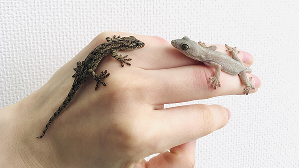 ペットとしての爬虫類の魅力とは?
