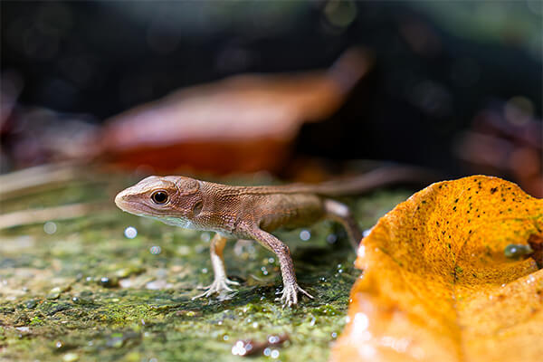 ズバリ!飼いやすい爬虫類は?