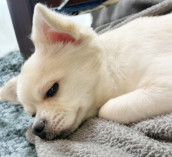 チワワが震えて元気がない原因とは？