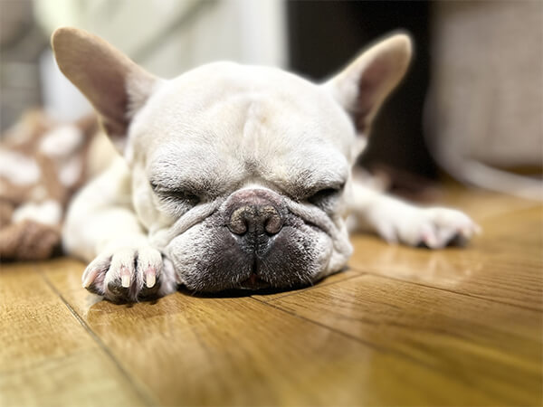 フレンチブルドッグが食べなくなる原因について