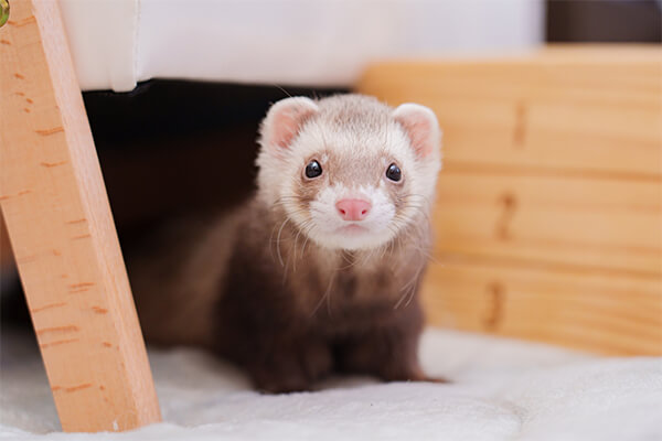 フェレットが強い匂いを放つのはなぜ?お迎えする前に知っておきたいこと