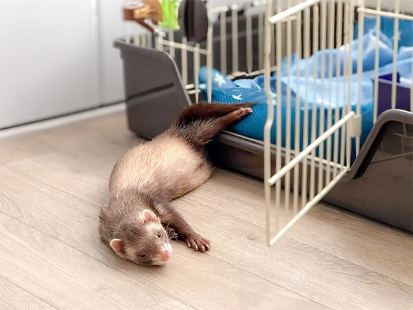 飼育時の具体的な臭い対策
