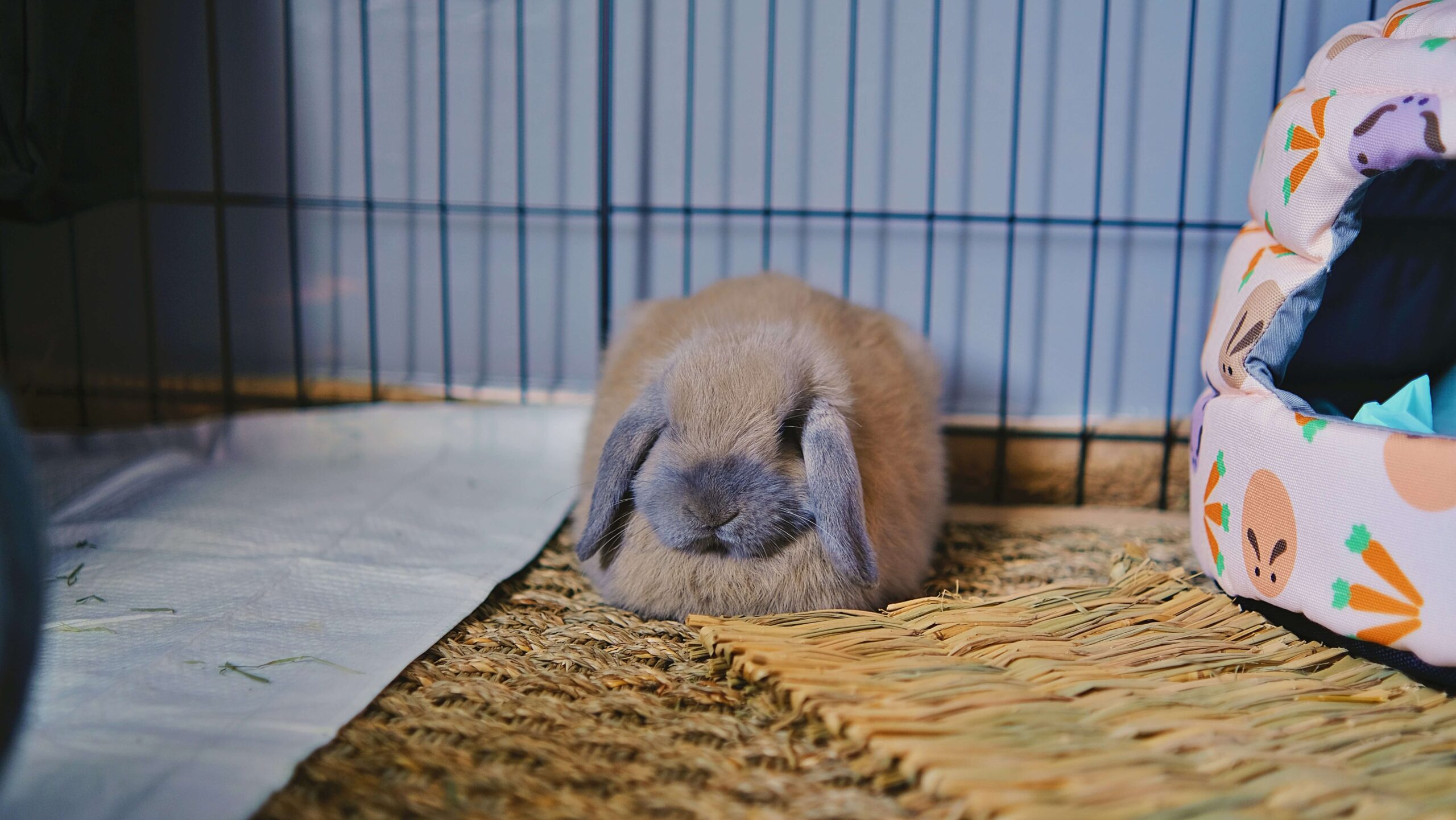 うさぎのストレスを減らしてトイレ習慣を取り戻すコツ