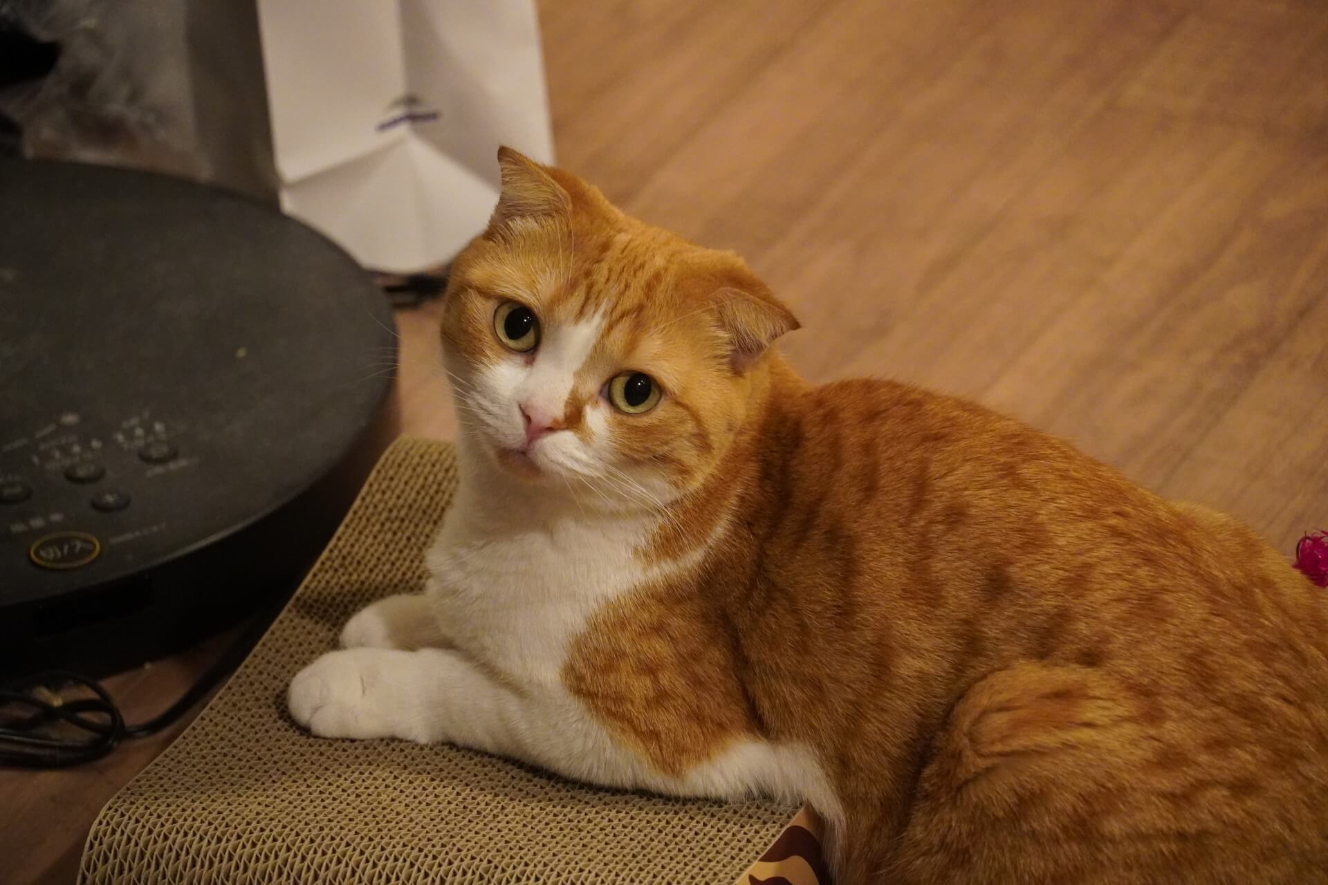 スコティッシュフォールドが動かない原因とは？