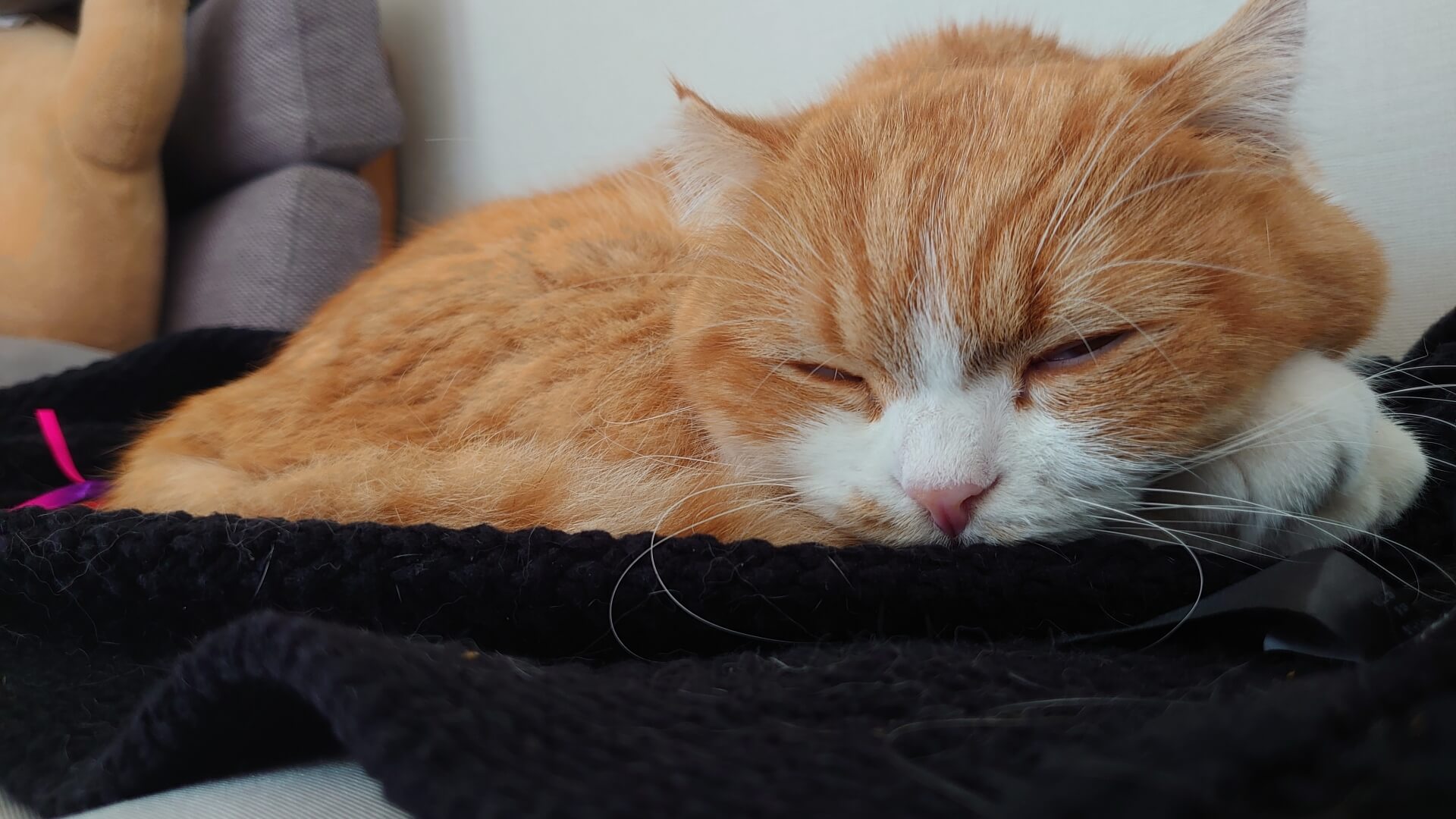 スコティッシュフォールドが動かなくなる原因