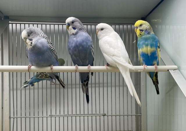 インコの種類まとめ｜室内で飼えるインコ