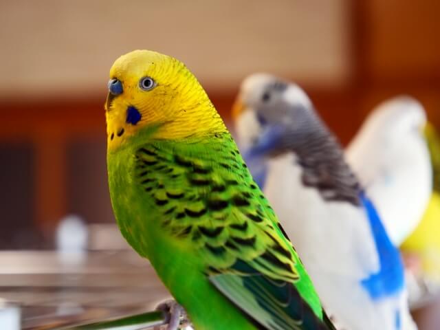 憧れのインコライフ！室内飼育にぴったりの種類ランキング