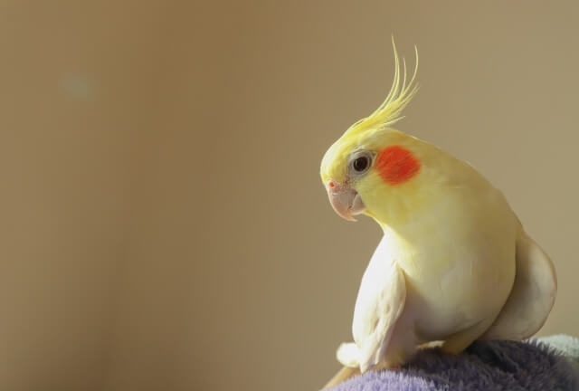 【第2位】オカメインコ：おっとりした性格の癒やし系（中型）