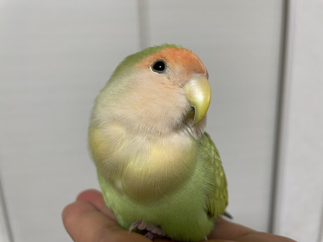 【第3位】コザクラインコ：一途な愛を注ぐ「ラブバード」