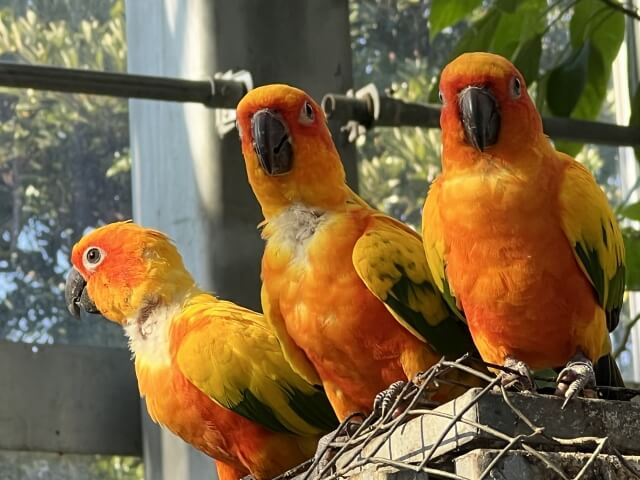 中型・大型インコとの「一生モノ」の絆。知っておきたい寿命と責任