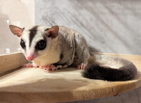 幸せな老後を過ごす為の高齢モモンガへの特別なケア