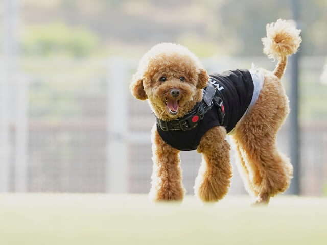 まとめ|清潔な環境が育む、愛犬との深い絆