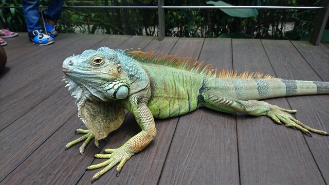 寿命20年!?イグアナを家族に迎える前に確認すべき重要ポイント