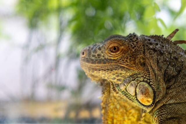 イグアナ飼育は難しい?知っておきたい基本と難易度