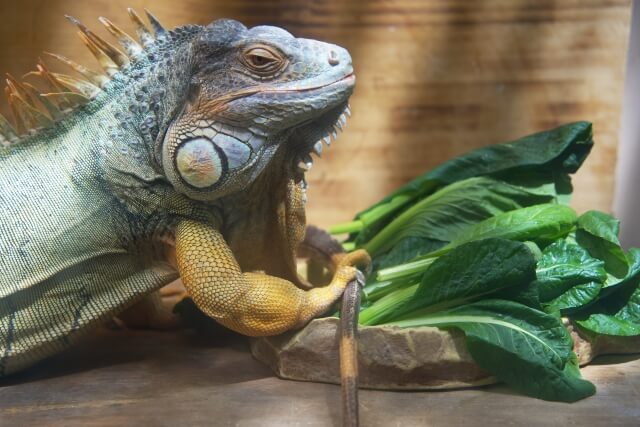 【最重要】イグアナの餌と栄養の注意点