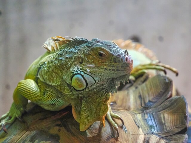 まとめ|20年先を見据えた「覚悟」と「愛情」の準備