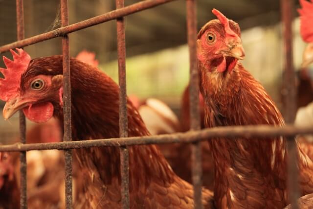 採卵鶏の生産性を高める鶏舎環境管理
