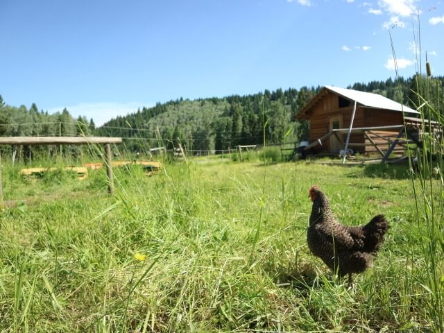 採卵鶏のパフォーマンスを左右する「鶏舎環境」の基本要素
