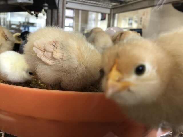 採卵鶏の飼育方式別に見る環境管理と持続性の考え方