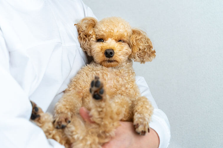 これらの症状が見られたら要注意！受診が必要なサイン