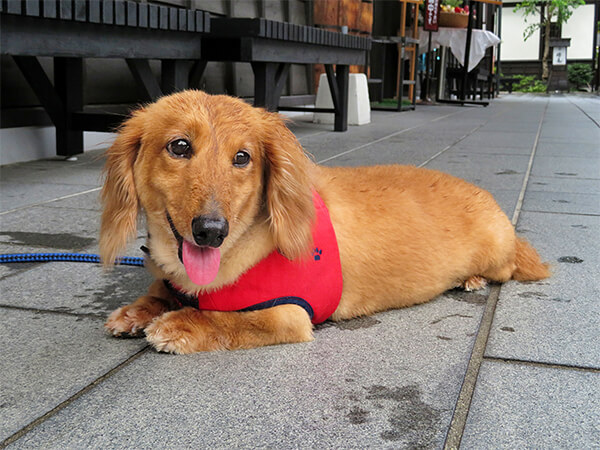 ダックスフントが寝てばかりになった時に知って欲しいこと