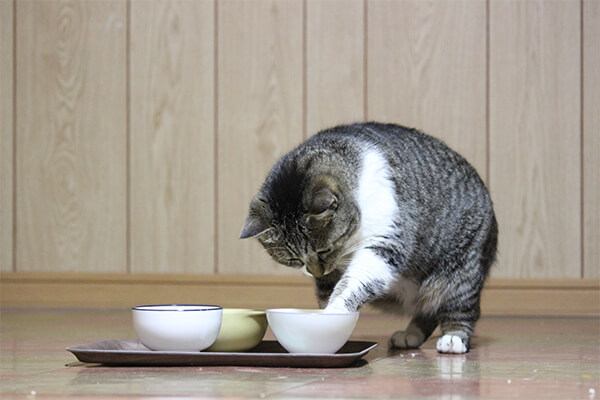 キジトラが食べムラを起こす原因