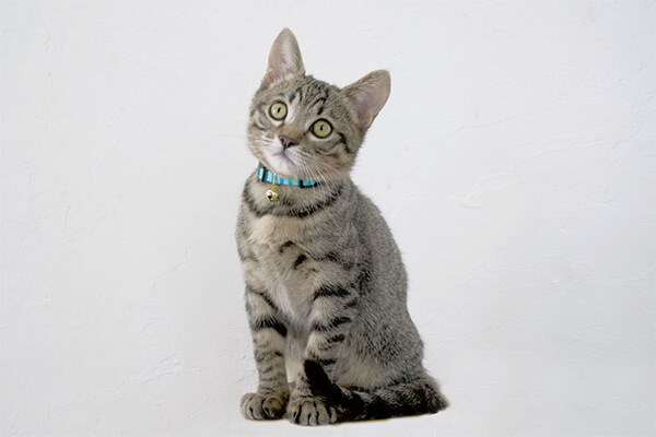 子猫・老猫の場合の注意点とは