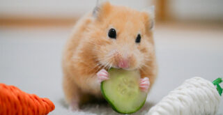 ハムスターにおすすめの野菜8選！ハムスターにとって危険な野菜とは？